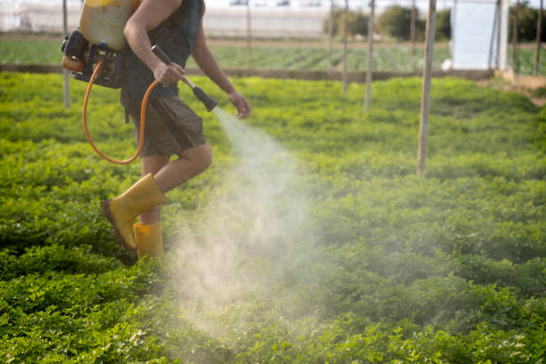 Best Mosquito Control Services  in Rosita, TX