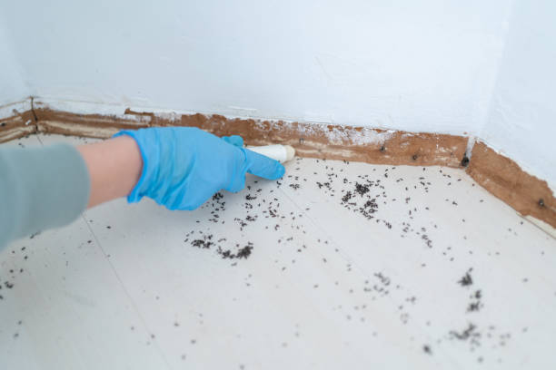 Best Pest Prevention Services  in Rosita, TX